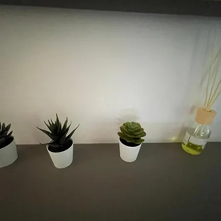 Primule Κατόλικα